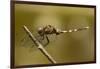 Dragonfly, Madagascar-Paul Souders-Framed Photographic Print