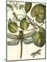 Dragonfly Medley I-null-Mounted Art Print