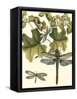 Dragonfly Medley II-null-Framed Stretched Canvas