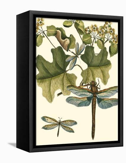 Dragonfly Medley II-null-Framed Stretched Canvas