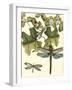 Dragonfly Medley II-null-Framed Art Print