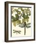 Dragonfly Medley II-null-Framed Art Print