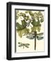 Dragonfly Medley II-null-Framed Art Print