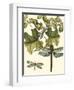 Dragonfly Medley II-null-Framed Art Print