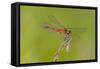 Dragonfly of Sympetrium Genus-Lynn M^ Stone-Framed Stretched Canvas