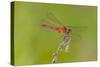 Dragonfly of Sympetrium Genus-Lynn M^ Stone-Stretched Canvas