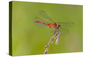 Dragonfly of Sympetrium Genus-Lynn M^ Stone-Stretched Canvas