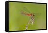 Dragonfly of Sympetrium Genus-Lynn M^ Stone-Framed Stretched Canvas