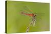 Dragonfly of Sympetrium Genus-Lynn M^ Stone-Stretched Canvas