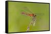 Dragonfly of Sympetrium Genus-Lynn M^ Stone-Framed Stretched Canvas