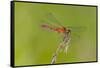 Dragonfly of Sympetrium Genus-Lynn M^ Stone-Framed Stretched Canvas