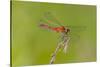 Dragonfly of Sympetrium Genus-Lynn M^ Stone-Stretched Canvas