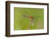 Dragonfly of Sympetrium Genus-Lynn M^ Stone-Framed Photographic Print
