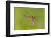 Dragonfly of Sympetrium Genus-Lynn M^ Stone-Framed Photographic Print