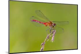 Dragonfly of Sympetrium Genus-Lynn M^ Stone-Mounted Photographic Print