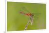 Dragonfly of Sympetrium Genus-Lynn M^ Stone-Framed Photographic Print