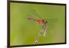 Dragonfly of Sympetrium Genus-Lynn M^ Stone-Framed Photographic Print