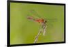 Dragonfly of Sympetrium Genus-Lynn M^ Stone-Framed Photographic Print