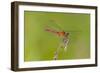 Dragonfly of Sympetrium Genus-Lynn M^ Stone-Framed Photographic Print