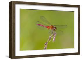 Dragonfly of Sympetrium Genus-Lynn M^ Stone-Framed Photographic Print