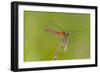 Dragonfly of Sympetrium Genus-Lynn M^ Stone-Framed Photographic Print