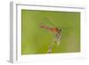 Dragonfly of Sympetrium Genus-Lynn M^ Stone-Framed Photographic Print