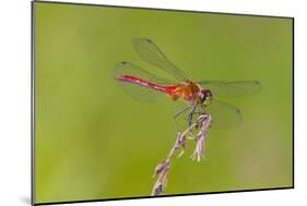 Dragonfly of Sympetrium Genus-Lynn M^ Stone-Mounted Photographic Print