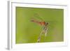 Dragonfly of Sympetrium Genus-Lynn M^ Stone-Framed Photographic Print