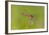 Dragonfly of Sympetrium Genus-Lynn M^ Stone-Framed Photographic Print