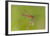 Dragonfly of Sympetrium Genus-Lynn M^ Stone-Framed Photographic Print