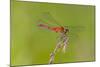 Dragonfly of Sympetrium Genus-Lynn M^ Stone-Mounted Photographic Print