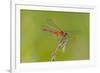 Dragonfly of Sympetrium Genus-Lynn M^ Stone-Framed Photographic Print