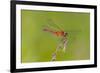 Dragonfly of Sympetrium Genus-Lynn M^ Stone-Framed Photographic Print