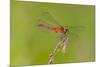 Dragonfly of Sympetrium Genus-Lynn M^ Stone-Mounted Photographic Print