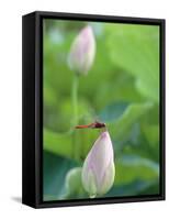 Dragonfly on a Lotus Bud-null-Framed Stretched Canvas