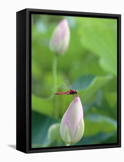 Dragonfly on a Lotus Bud-null-Framed Stretched Canvas