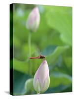 Dragonfly on a Lotus Bud-null-Stretched Canvas