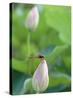 Dragonfly on a Lotus Bud-null-Stretched Canvas
