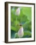 Dragonfly on a Lotus Bud-null-Framed Premium Photographic Print