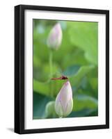 Dragonfly on a Lotus Bud-null-Framed Premium Photographic Print