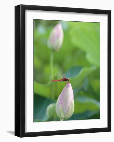 Dragonfly on a Lotus Bud-null-Framed Premium Photographic Print