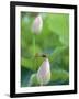 Dragonfly on a Lotus Bud-null-Framed Photographic Print