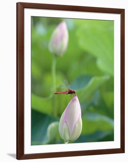 Dragonfly on a Lotus Bud-null-Framed Photographic Print
