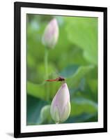 Dragonfly on a Lotus Bud-null-Framed Photographic Print