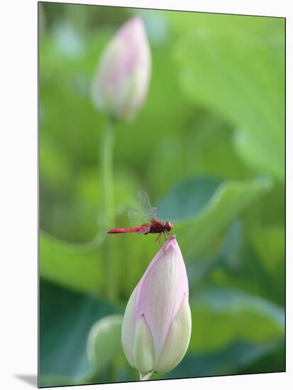 Dragonfly on a Lotus Bud-null-Mounted Photographic Print