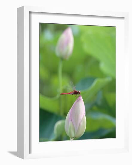 Dragonfly on a Lotus Bud-null-Framed Photographic Print