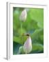 Dragonfly on a Lotus Bud-null-Framed Photographic Print