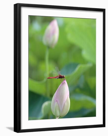 Dragonfly on a Lotus Bud-null-Framed Photographic Print