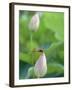 Dragonfly on a Lotus Bud-null-Framed Photographic Print