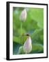 Dragonfly on a Lotus Bud-null-Framed Photographic Print